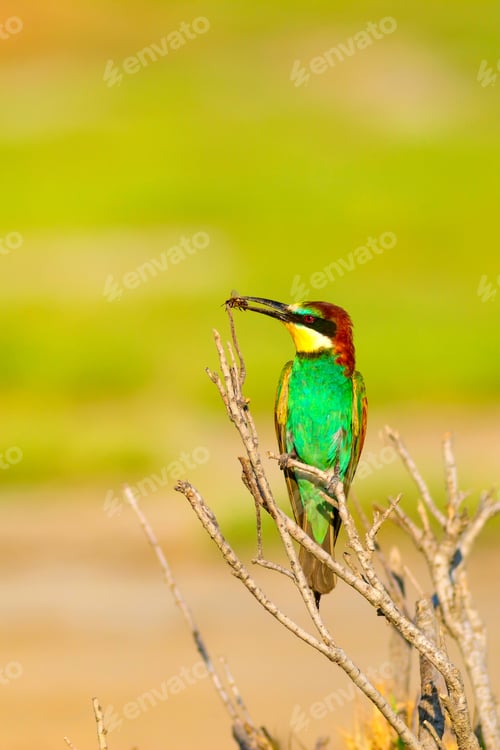 Preview: Colorful Bird. Nature Background. European Bee Eater. Merops Apiaster.