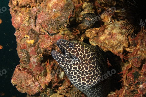 Preview: Honeycomb Moray Eel
