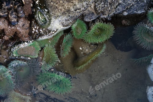 Preview: A Tidal Pool Filled With Sea Anemones And Mussels On The West Coast Oregon Usa