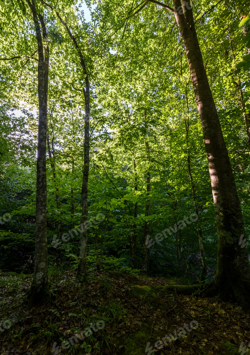 Preview: Summer Forest In The Morning. Beautiful Nature Background