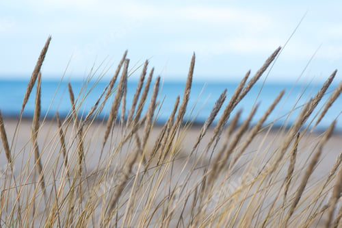 Preview: Beautiful Blur Dry Grass And Bent Background