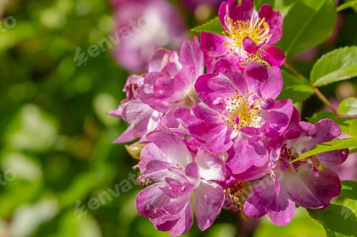Preview: Blue Rambling Rose (Sort Veilchenblau) In Garden