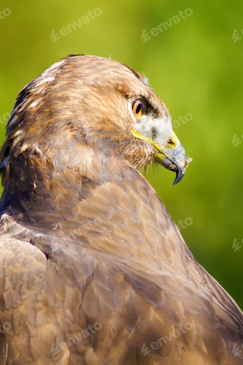 Preview: Bird Of Prey. Green Nature Background Long Legged Buzzard / Buteo Rufinus