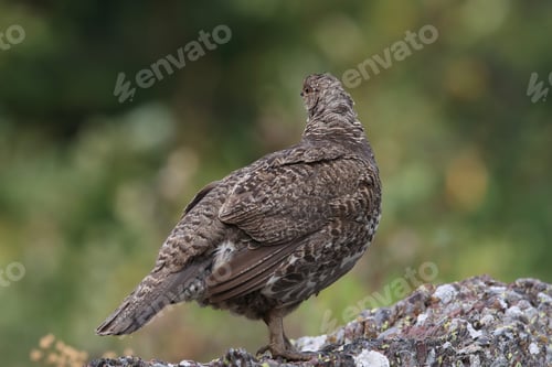 Preview: Spruce Grouse Glacier National Park