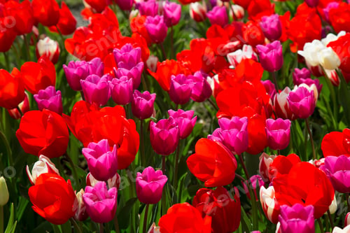 Preview: Tulips On The Open Field In Mixed Colors, Red, White And Purple