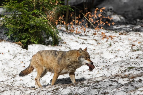 Preview: Wolf In The Bavarian Forest National Park, Bavaria, Germany