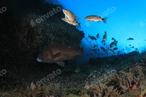 Preview: Underwater Coral Reef And Fish In Ocean