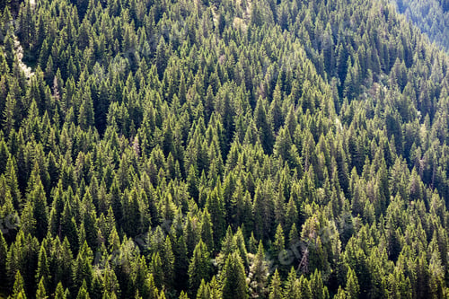 Preview: Colorful Countryside View In Carpathians. Mountains And Forest Trees With Green Meadows