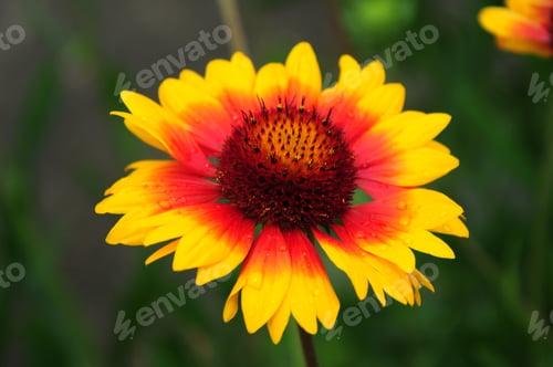 Preview: Gaillardia (Blanket Flower) In Bloom