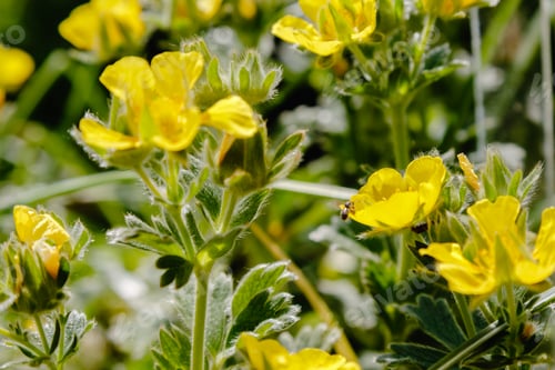 Preview: Yellow Flowers Of Potentilla Grandiflora (Potentilla Megalantha Takeda) In Garden