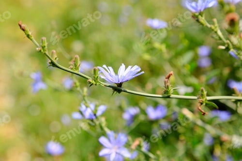 Preview: Common Chicory (Cichorium Intybus). Blue Flowers Of Chicory On A Natural Background. Perennial
