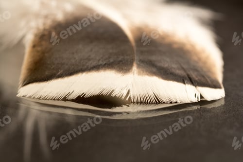 Preview: Colorful Rooster Feather With Details And Reflexions