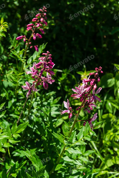 Preview: Blossomed Dictamnus Caucasicus In Natural Habitat, Armenia