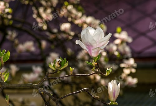Preview: Beautiful Spring Background With Magnolia Flowers. Pink Tender Buds On Branches