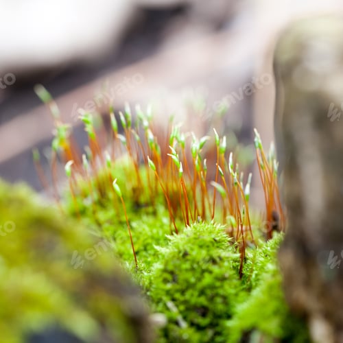 Preview: Abstract, Colorful Composition With Blurred Moss Flowers In Spring