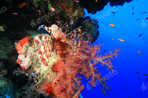 Preview: Lionfish In Colorful Soft Coral