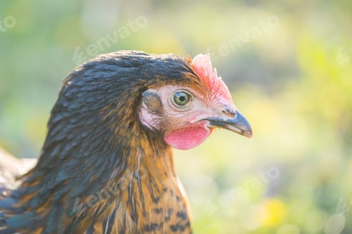 Preview: Chicken Portrait. Close Up Of Hen Face On Pasture. Beautiful Animal.