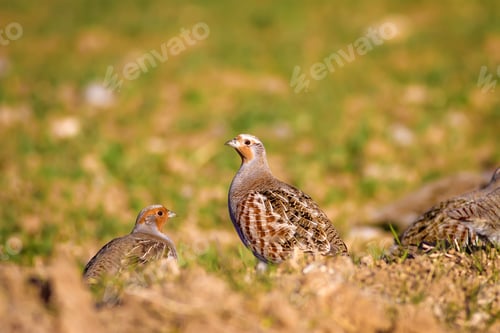 Preview: Partridges. Colorful Nature Background. Grey Partridge. Perdix Perdix.
