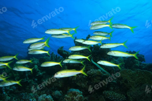 Preview: Shoal Of Yellowfin Goatfish