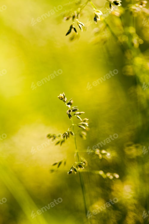 Preview: Green Plants Isolated On Natural Background With Beautiful Bokeh And Contour Light