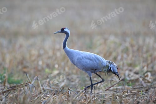 Preview: Common Cranes In The Field Mecklenburg Germany