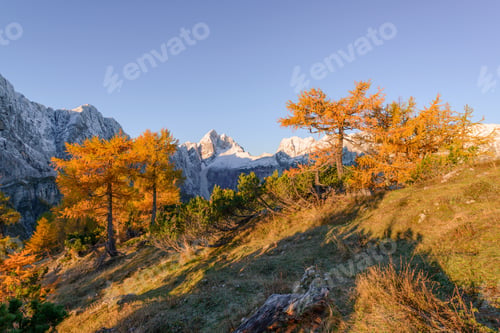 Preview: Beautiful Autumn Landscape In Julian Alps. Larches Are Glowing In The Early Morning.