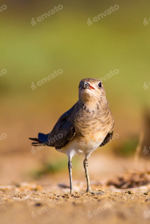 Preview: Cute Bird Collared Pratincole. Warm Colors Nature Background. Collared Pratincole / Glareola