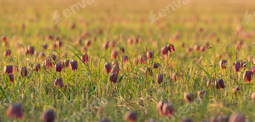 Preview: Snake'S Head Flower In Early Spring