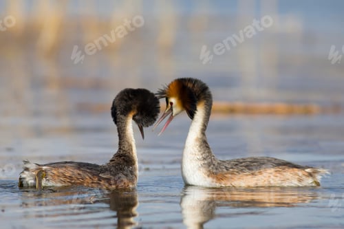 Preview: Couple Birds. Blue Water Background. Bird: Great Crested Grebe. Podiceps Cristatus.