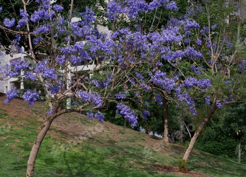 Preview: Natural Blue Tree Over Green Background
