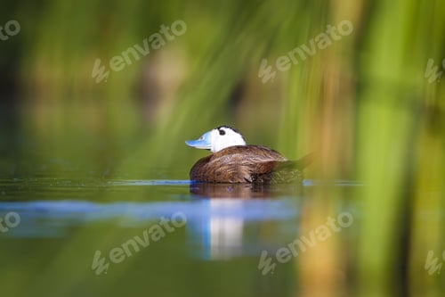 Preview: Swimming Duck. Colorful Nature Background. Bird: White Headed Duck. Oxyura Leucocephala.