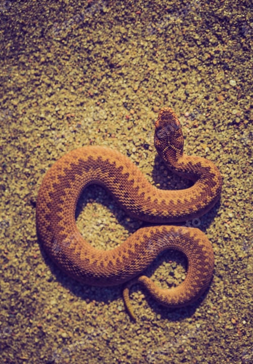 Preview: Vintage Photo Of Adder (Vipera Berus) Basking On Sun On Sandy Road. Dangerous Snake.