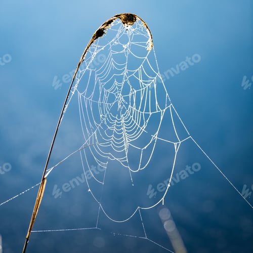 Preview: Beautiful Spiderweb With Dew Drops In Summer Meadow After The Rain With Neutral Background