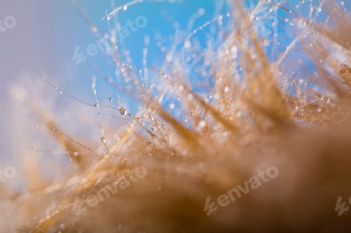 Preview: Abstraction Of Water Droplets On Hair In Close Up