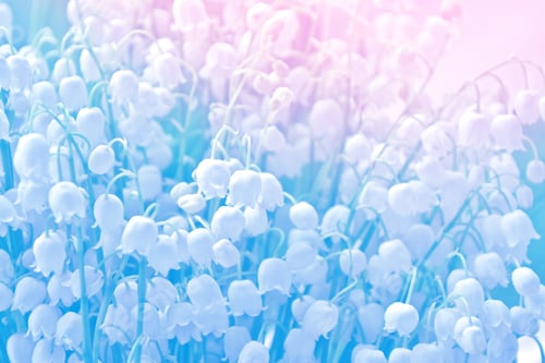 Preview: Spring Landscape. Flowers Lily Of The Valley