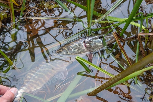 Preview: Freshwater Northern Pike Fish Know As Esox Lucius In Mans Hand. Fishing Concept, Catch And Release