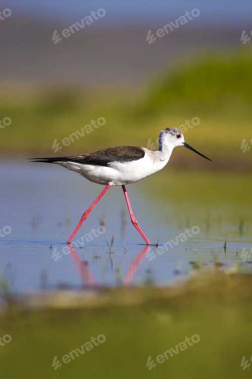 Preview: Cute Water Bird. Green Blue Nature Background. Bird: Black Winged Stilt. Himantopus Himantopus.