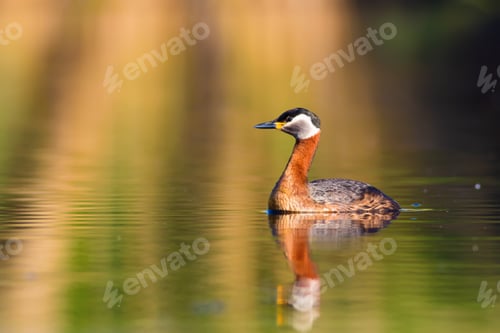 Preview: Swimming Red Necked Grebe. Colorful Water Background. Red Necked Grebe Podiceps Grisegena