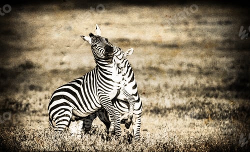 Preview: Vanishing Africa: Vintage Style Image Of Zebras In The Ngorongoro Crater, Tanzania