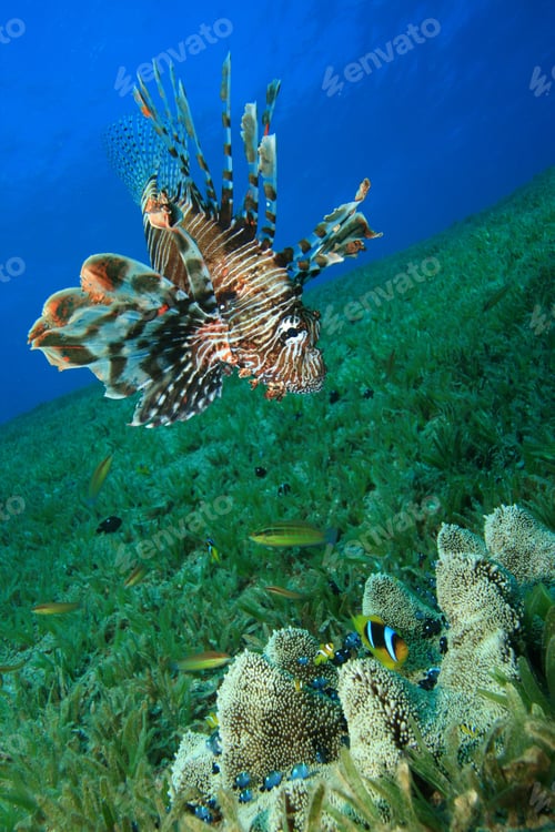 Preview: Lionfish Hunts For Damselfish Seeking Protection In An Anemone