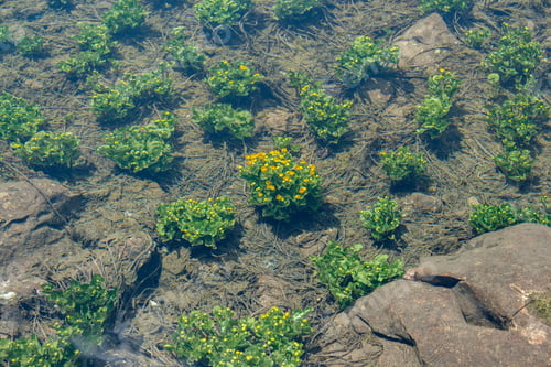 Preview: Flowers In The Lake