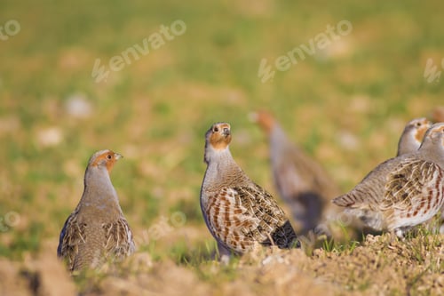 Preview: Partridge. Warm Colors Nature Background. Grey Partridge. Perdix Perdix.