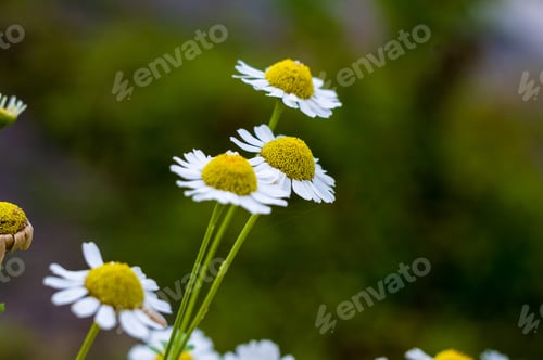 Preview: Blooming Camomile, Beautiful Nature Scene, Summer Background, Selective Focus