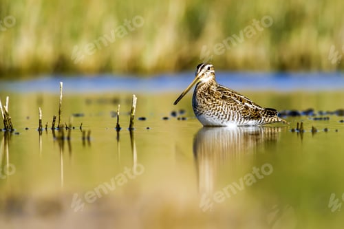Preview: Nature And Bird. Water And Green Nature Habitat Background. Bird: Common Snipe. Gallinago Gallinago.