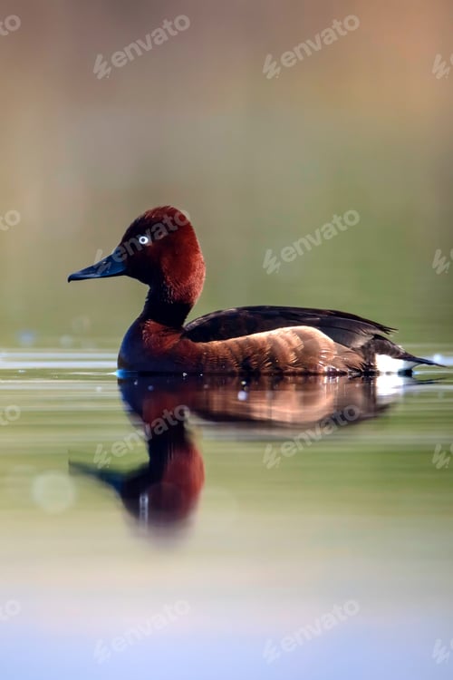 Preview: Swimming Duck. Natural Lake Habitat Background. Bird: Ferruginous Duck. Aythya Nyroca.