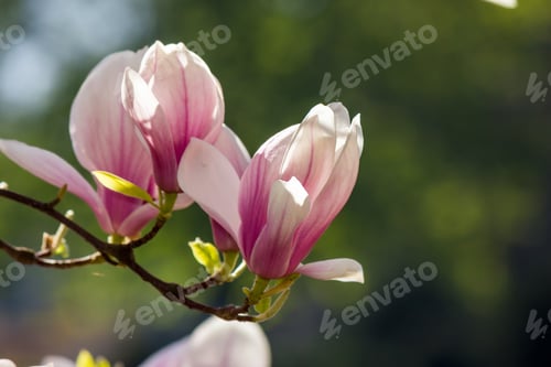 Preview: Magnolia Flowers Close Up On A Blur Green Grass And Leaves Background