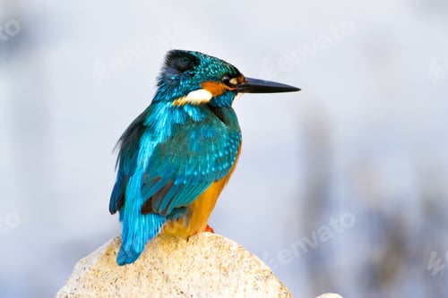 Preview: Colorful Bird Kingfisher. Nature Background. Bird: Common Kingfisher. Alcedo Atthis.