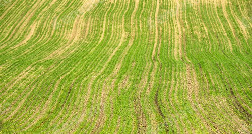 Preview: Rows Of New Crops Growing In A Field