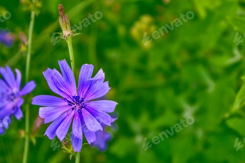 Preview: Bright Flowers Of Chicory On The Background Of The Summer Landscape.
