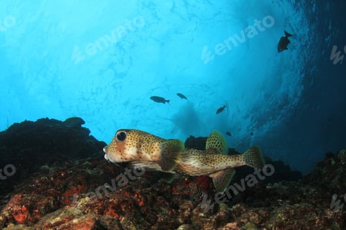Preview: Porcupinefish